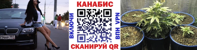 Бошки Шишки сатива Алейск